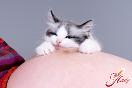 Pregnancy and cats