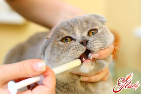asthma treatment in a cat