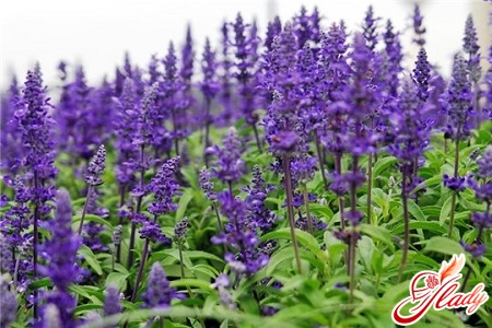 sage for the treatment of menopause