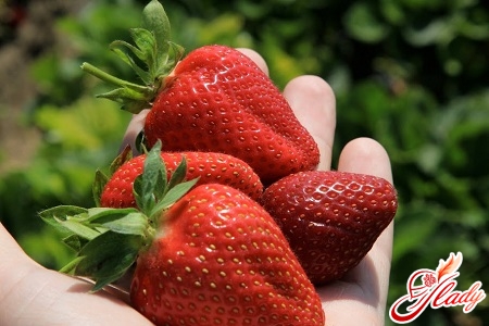 new varieties of strawberries