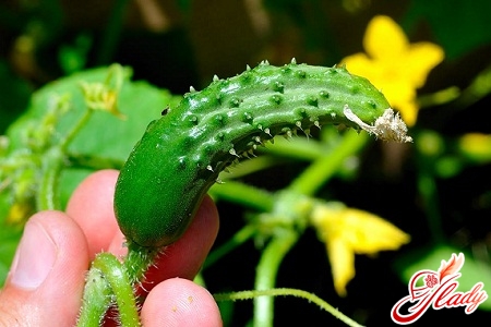 how to grow cucumber seedlings
