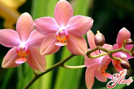 reproduktion af orkideer derhjemme
