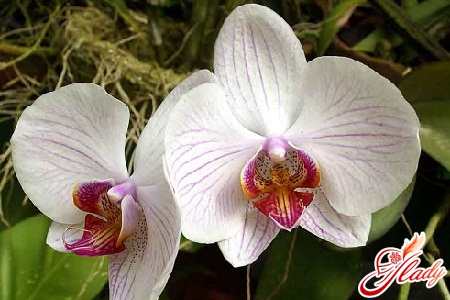 how to transplant an orchid