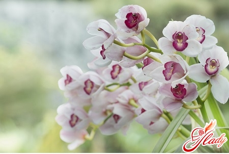 Cichbidium Orchidee