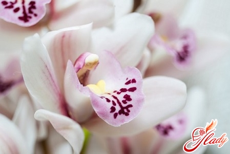 Pflege Cichbidium Orchidee