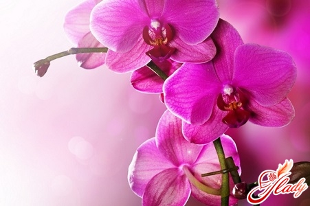 Orchidee dendrobium nobil