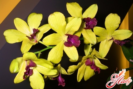 orkidide dendrobium