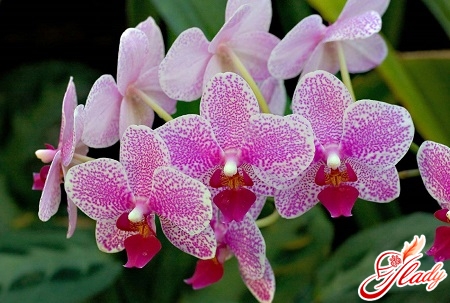 home phalaenopsis orchids