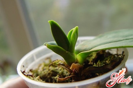 hvordan phalaenopsis orkideer formere sig