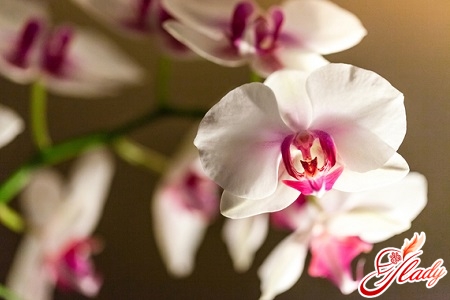 Phalaenopsis Orchidee Hauspflege