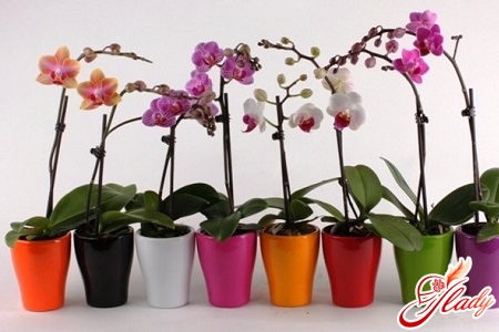 phalaenopsis orkidea