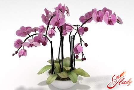 blomsterhus orkidé