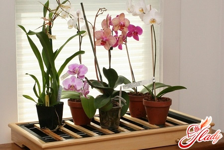 orkidé blomst