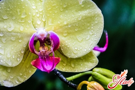 orkidea hoitoa kotona