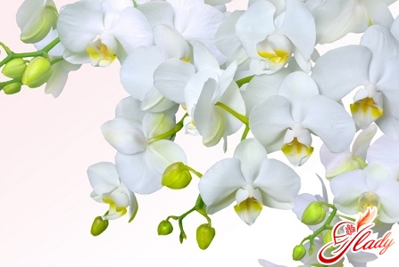 Pflege für Orchideen