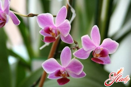ruukut orkideille