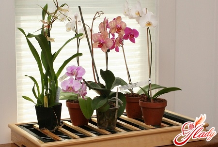 orkidé i en gryde