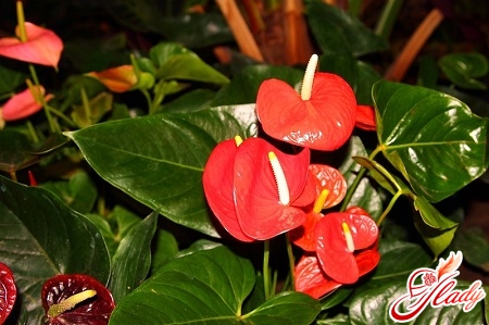 anthurium does not blossom