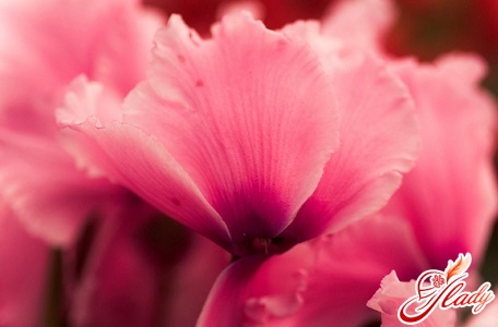 why the cyclamen does not bloom