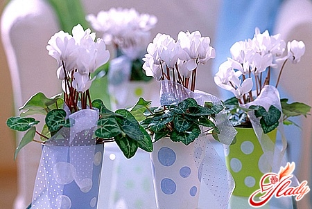 why cyclamen does not bloom