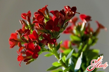 why does not flower Kalanchoe