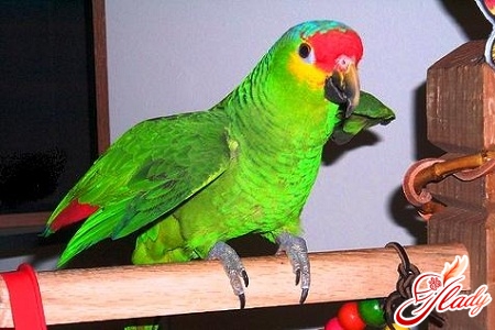 wie man einem Papagei das Sprechen beibringt