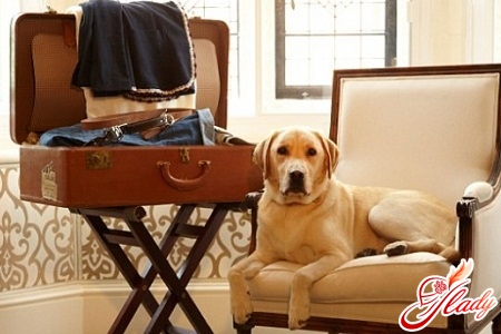 traveling with a dog