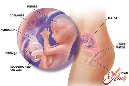 Pregnancy Week 16 Signs