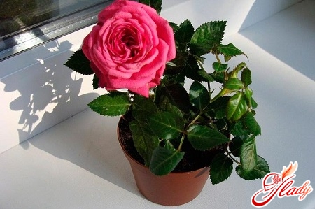 how to care for a home rose