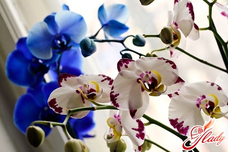 blaue Phalaenopsis Orchidee