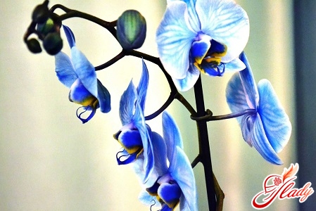 blue orchid