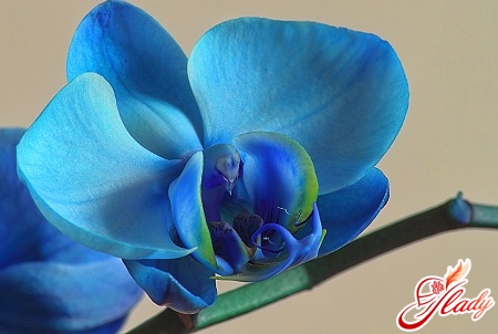 Orchidee der blauen Farbe