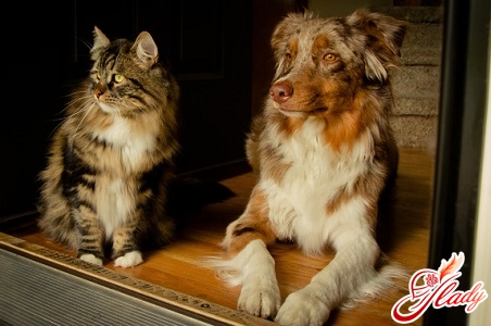 katte og hunde