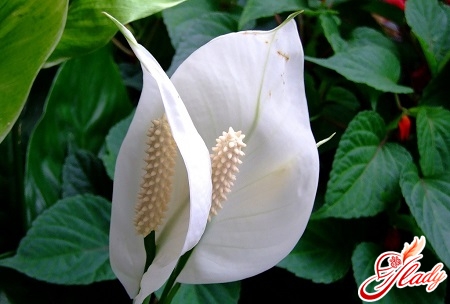 spathiphyllum home care