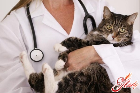 stop cystitis in cats