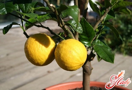 lemon care in winter