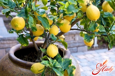 lemon care at home