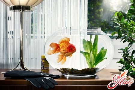 care for goldfish