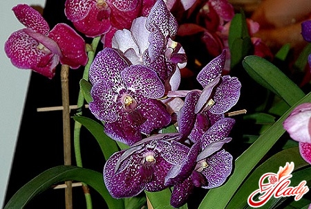 orchid vanda