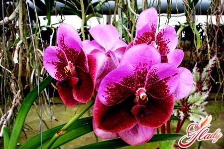 ванда орхідея