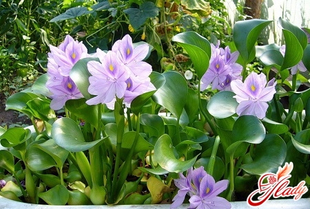 aquatic hyacinth