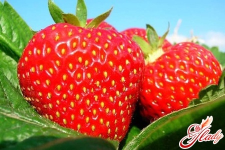 wie man Erdbeeren anbaut