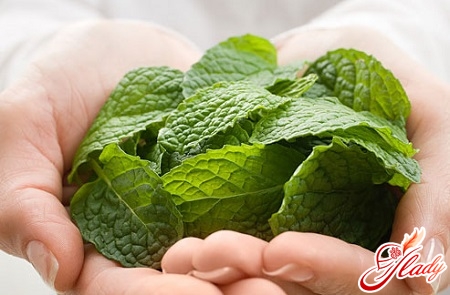 how to grow mint at home