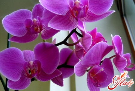 miten kasvaa orkideat kotona