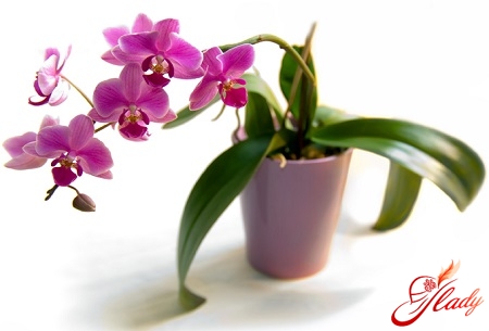 kasvaa orkideat kotona