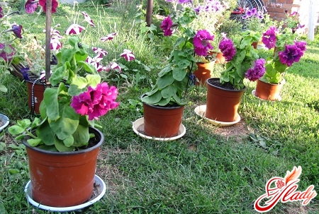 petunia cultivation