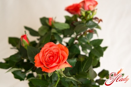 how to grow roses at home