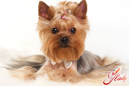 Fashionable dogs - yorkshire terriers