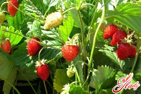 growing strawberries from seeds